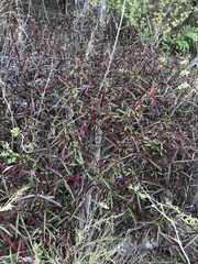 Barleria lupulina