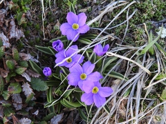 Primula angustifolia