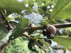 Dolichovespula maculata