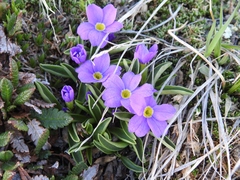 Primula angustifolia