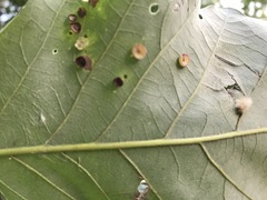 Phylloteras volutellae