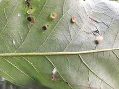 Phylloteras volutellae