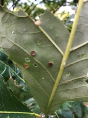 Phylloteras volutellae