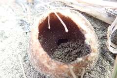 Peziza oceanica