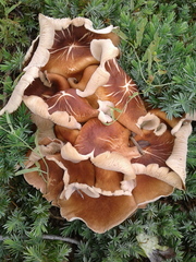 Fungi