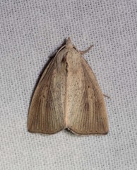 Lophocalama neuritis