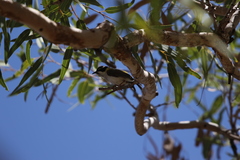 Melithreptus gularis