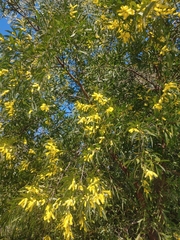 Acacia binervia