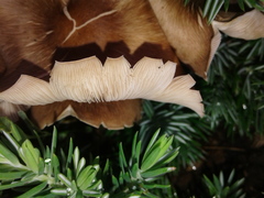 Fungi
