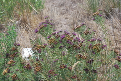 Vernonia marginata
