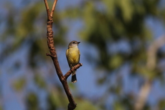 Microeca flavigaster