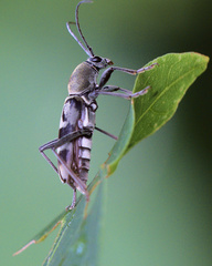 Chlorophorus reductus