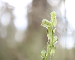 Pterostylis smaragdyna