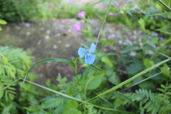 Commelina dianthifolia