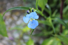 Commelina dianthifolia