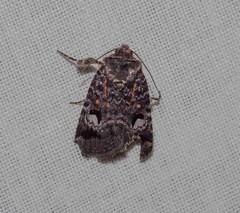 Thoracolopha flexirena