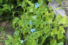 Commelina dianthifolia
