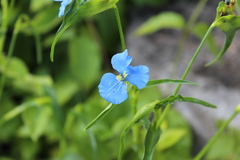 Commelina dianthifolia