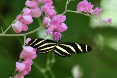 Heliconius charithonia ramsdeni