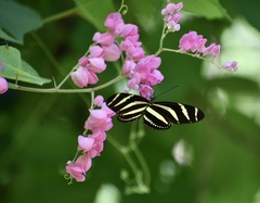 Heliconius charithonia ramsdeni