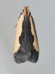 Dichomeris inserrata