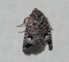 Thoracolopha flexirena