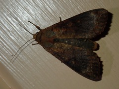 Stictopterinae