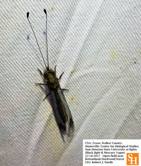 Ululodes quadripunctatus