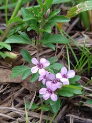 Dyschoriste microphylla