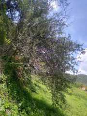 Frangula microphylla