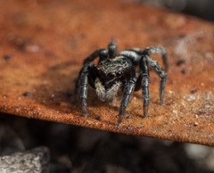 Salpesia