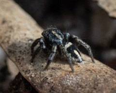 Salpesia