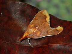Lipararchis