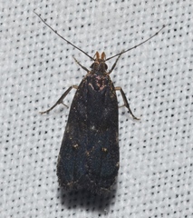 Dichomeris juncidella