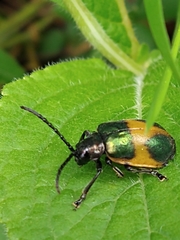 Monocesta ducalis