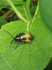 Monocesta ducalis