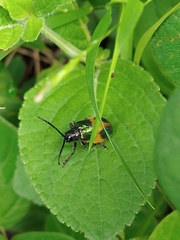Monocesta ducalis