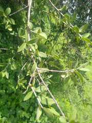 Frangula microphylla