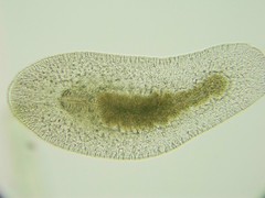 Macrostomum