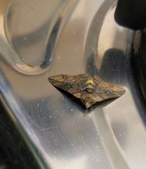 Pericyma cruegeri