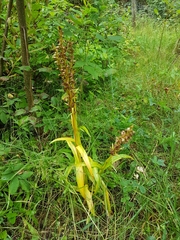 Platanthera huronensis