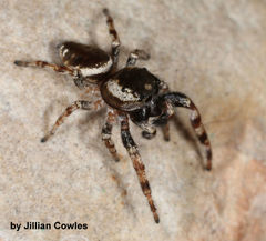 Pelegrina chalceola
