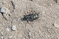 Cicindela senilis