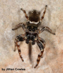 Pelegrina chalceola