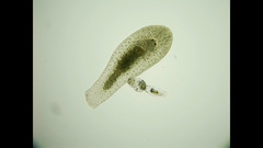Macrostomum