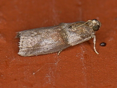 Acrobasis texana