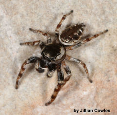 Pelegrina chalceola