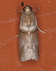 Acrobasis texana