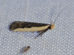 Dichomeris serrativittella