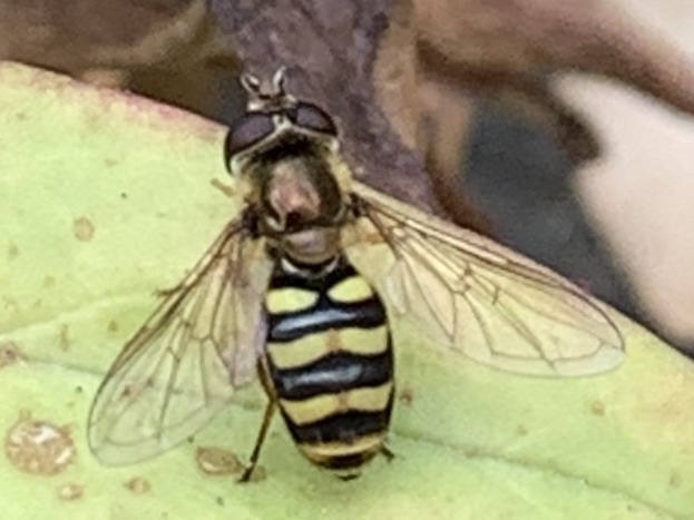Western Aphideater